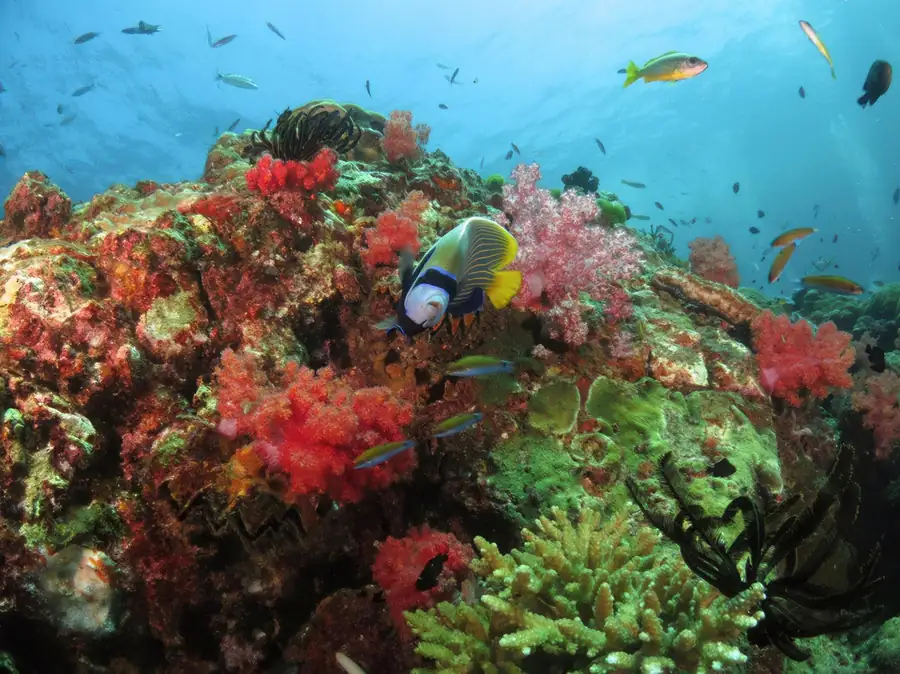 Close up photography of colorful marine life Bigfin Water Bungalow