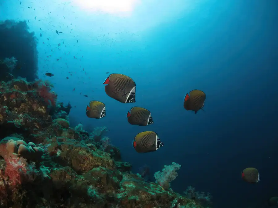 Exploring the diverse underwater marine life and corals Bigfin Water Bungalow