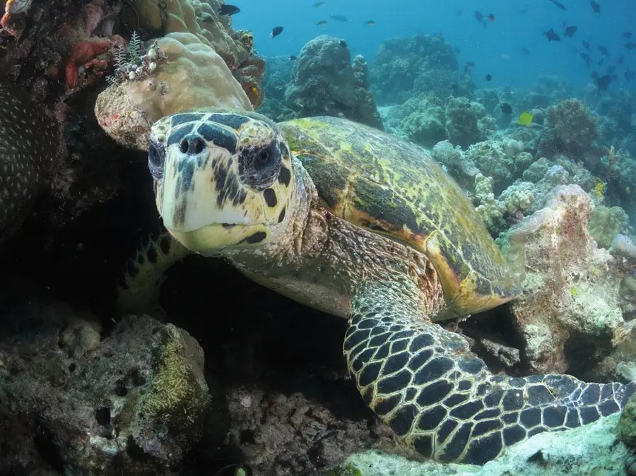 Vibrant tropical fish and marine life in the reef Bigfin Water Bungalow