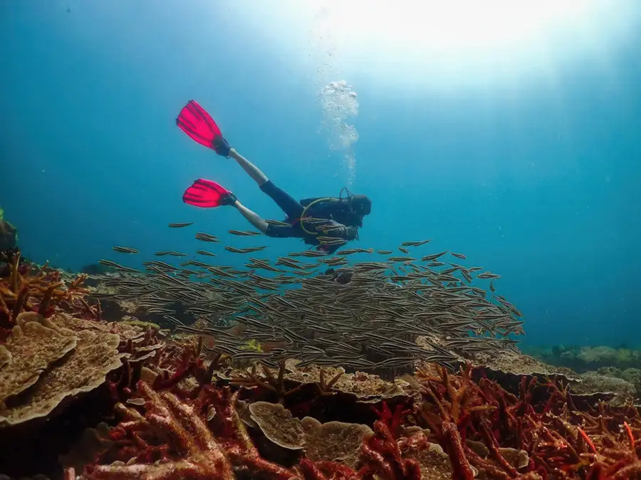 Scuba diving sessions exploring the seabed Bigfin Water Bungalow