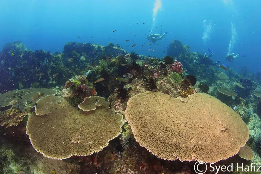 Diverse species of fish and coral underwater Bigfin Water Bungalow